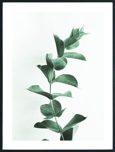 Posterworld - Motiv Eukalyptus - 70x100 cm