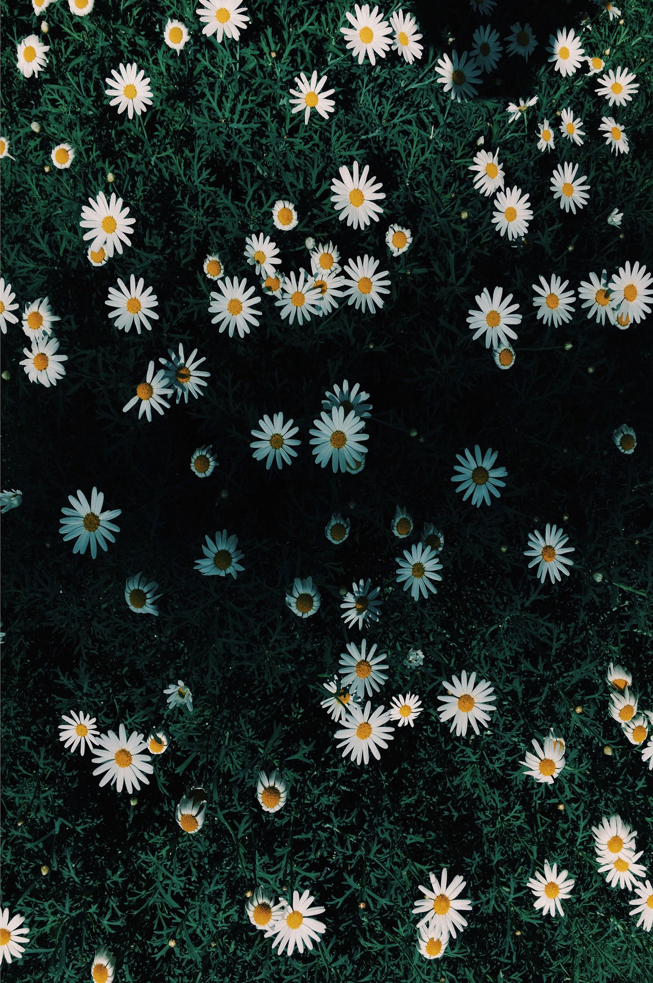 Cozin 187 Teppich Mehrfarbig - 60 x 100 cm