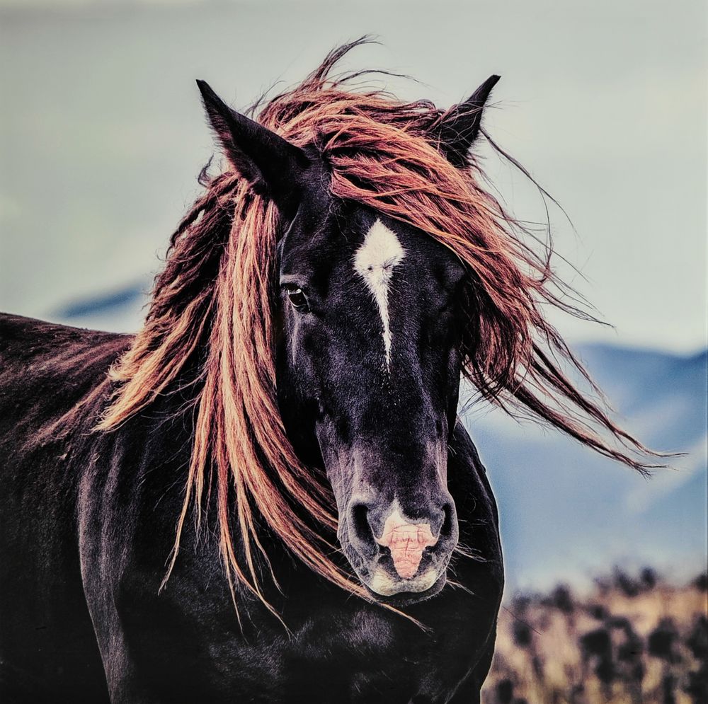 Glasmalerei - Pferd - 110x110 cm