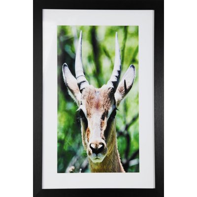Bild mit Rahmen (Antilope) - 40x60 cm