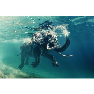 Glasbild Elephant - 120x80 cm