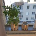 Kundenbild Topf Be Ground H15 cm - Beton