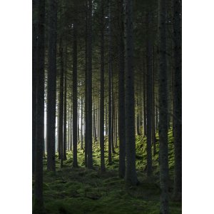 Poster - Wald