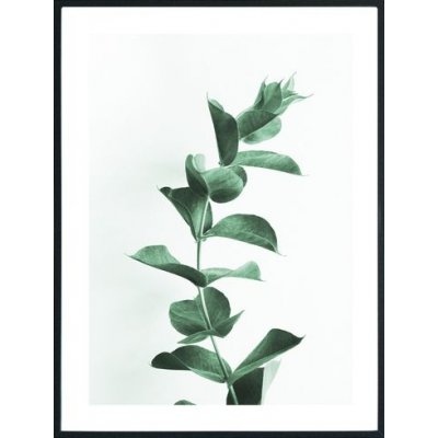 Posterworld - Motiv Eukalyptus - 50x70 cm